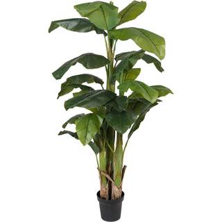 Mr Plant, Banan Træ 240 cm