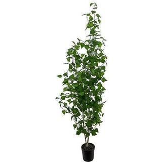 Mr Plant, Birke Træ 180 cm