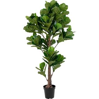 Violinfigen Green