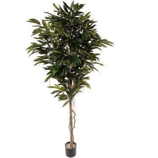 Mr Plant, Longifolia Træ 200 cm