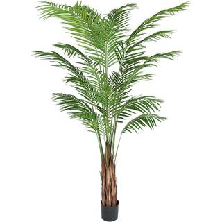 Mr Plant, Arekapalme 210 cm