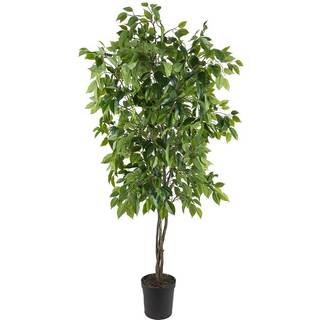 Mr Plant, Benjaminfigen 165 cm