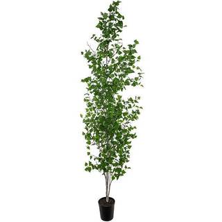 Mr Plant, Birke Træ 300 cm