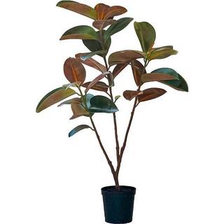 Mr Plant, Figen Elastica 120 cm