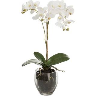 Mr Plant, Phalaenopsis Orkide 65 cm Hvid