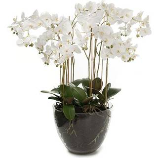 Mr Plant, Phalaenopsis Orkide 90 cm Hvid