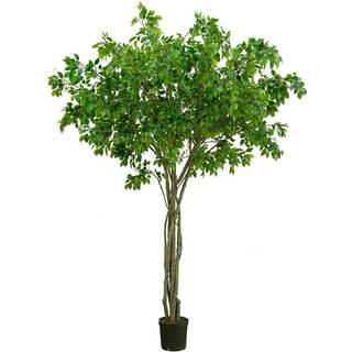 Mr Plant, Benjaminfigen 330 cm