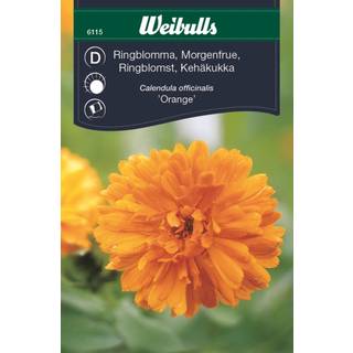Blomsterfrø (Morgenfrue 'Orange')