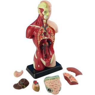 Anatomimodel - Torso, 27cm