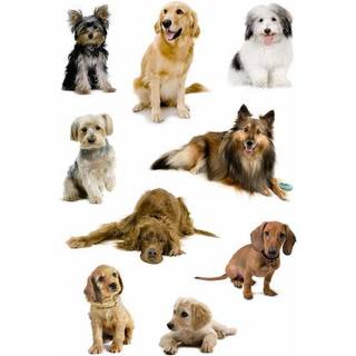 Herma stickers selvklæbende klistermærker - Decor foto med hunde