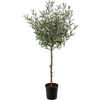 Mr Plant, Oliven træ 150 cm Grøn
