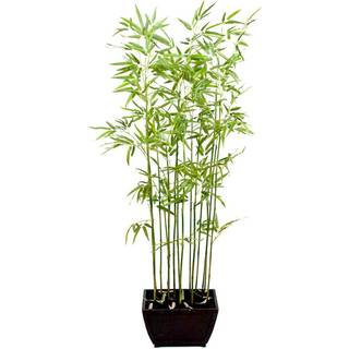 Mr Plant, Bambu 160 cm