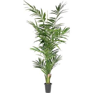 Mr Plant, Kentiapalme 210 cm