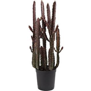 Mr Plant, Kaktus 65 cm