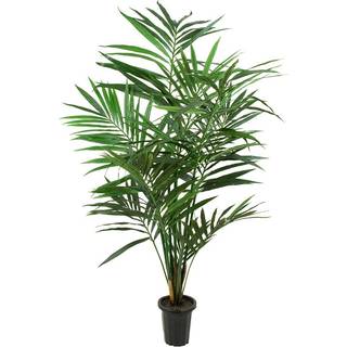 Mr Plant, Kentiapalme 150 cm
