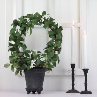 Mr Plant, Jasmin Potteplante 45 cm Hvid