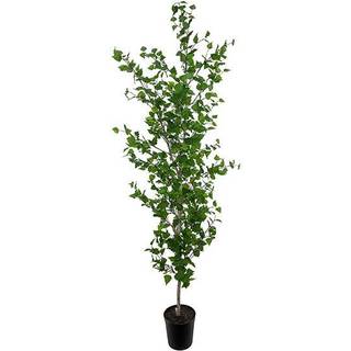 Mr Plant, Birke Træ 250 cm