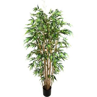 Mr Plant, Bambu 180 cm