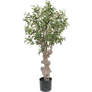 Mr Plant, Oliventræ 120 cm