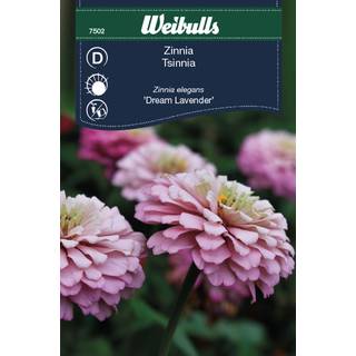Zinnia frø (Zinnia elegans 'Dream Lavender')