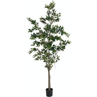 Mr Plant, Benjaminfigen 240 cm