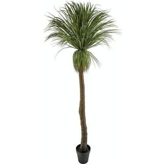 Mr Plant, Flaskelilje 220 cm