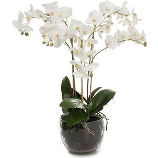 Mr Plant, Phalaenopsis Orkide 70 cm Hvid
