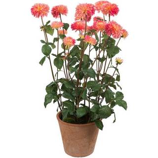 Mr Plant, Dahlia Potteplante 100 cm Lyserød