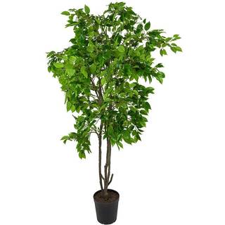 Mr Plant, Benjaminfigen 210 cm