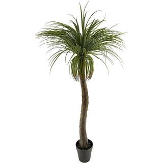 Mr Plant, Flaskelilje 180 cm