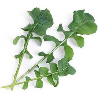 Økologisk Rucola Salat, Véritable