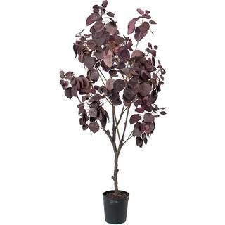 Mr Plant, Cotinus Træ 140 cm