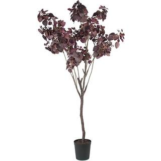 Mr Plant, Cotinus Træ 200 cm