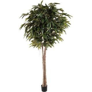 Mr Plant, Longifolia træ 260 cm