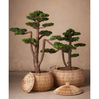 Mr Plant, Bonsai Træ 95 cm