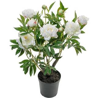 Mr Plant, Pæon Potteplante 80 cm Hvid