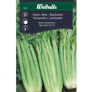Sellerifrø (Bladselleri 'Tall Utah 52-7')