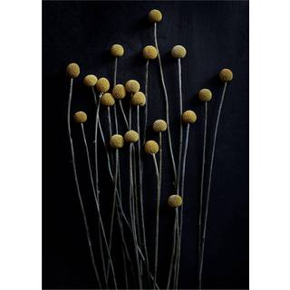 Paper Collective Still Life 01 Yellow Drumsticks plakat 50x70 cm