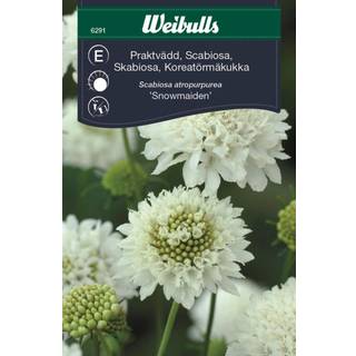 Blomsterfrø (Scabiosa 'Snowmaiden')