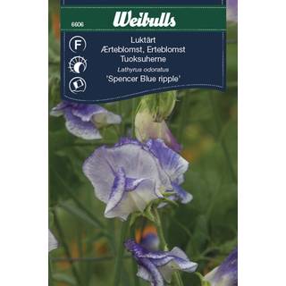 Ærteblomst frø (Lathyrus odoratus 'Spencer Blue ripple')