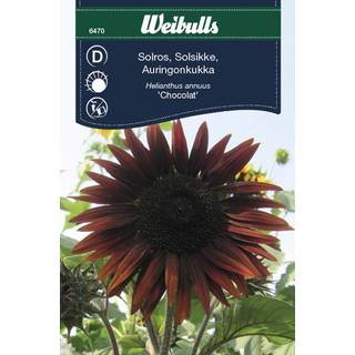 Solsikke frø (Helianthus annus 'Chocolat')