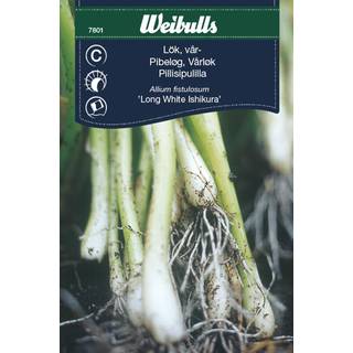 Forårsløg frø (Allium fistulosum 'Long White Ishikura')