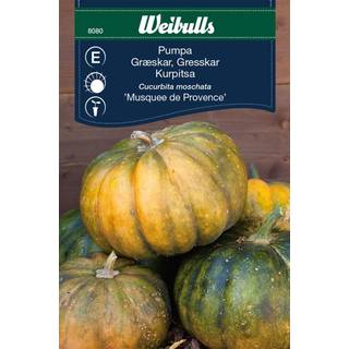 Græskarfrø (Cucurbita moschata 'Musquee de Provence')