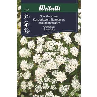 Blomsterfrø (Kongeskærm 'Snowflake')