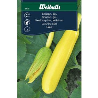 Gul squash 'Solei' (På lager i butik)