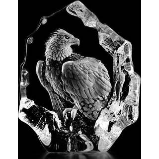 Hvidhovedet ørn, klar - Målerås