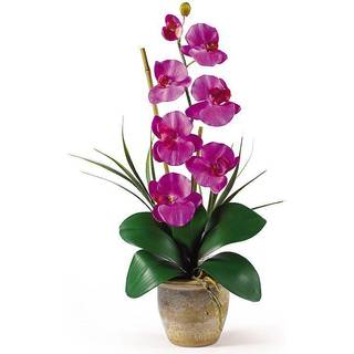 N?sten naturlig phalaenopsis silke orkid? blomsterarrangement