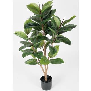 Mr Plant, Fikus Robusta 90 cm