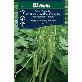 Bønnefrø (Bønne phaseolus vulgaris 'Maxi')