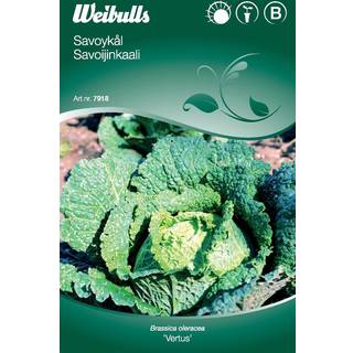 Kålfrø (Savoykål Brassica oleracea 'Vertus')